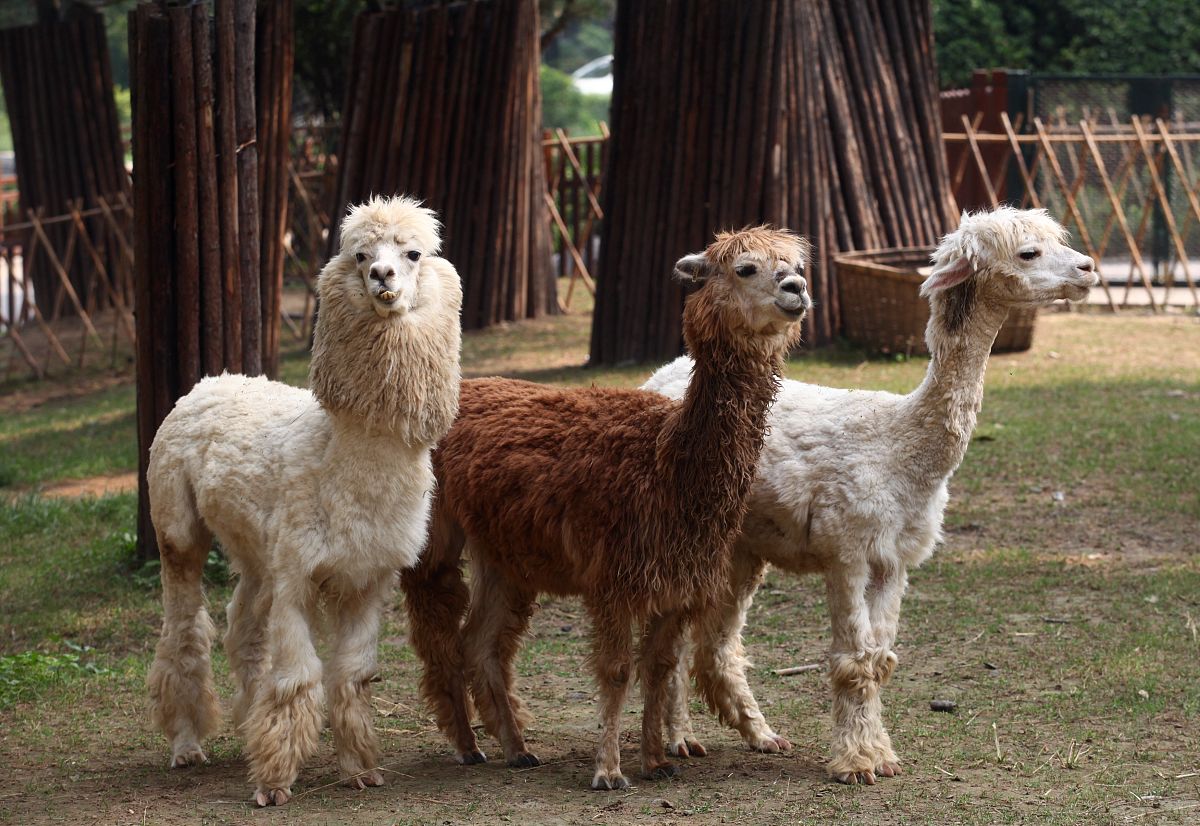 Alpaca Alpaca