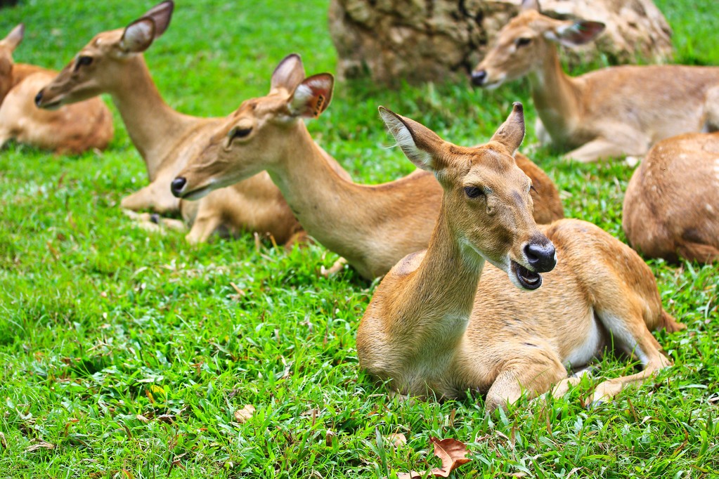 Antelope Antelope