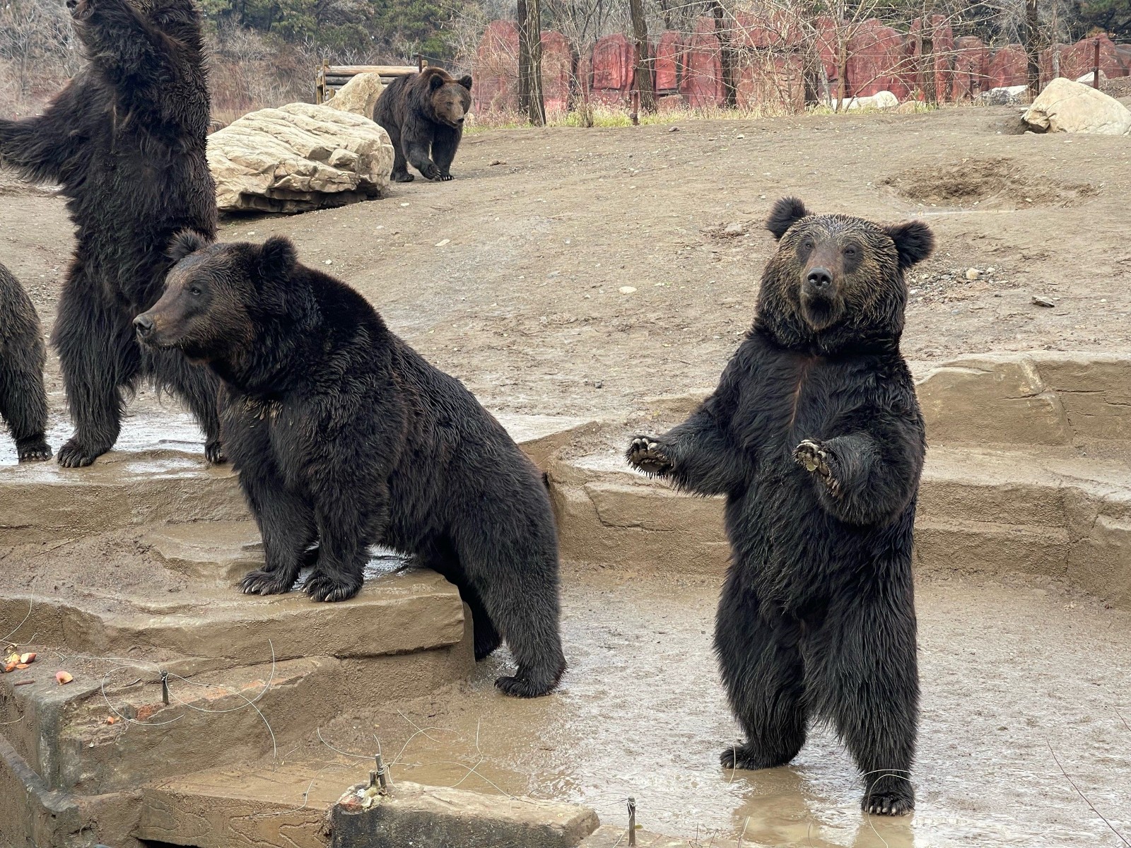 Bear-Enclosure Bear-Enclosure