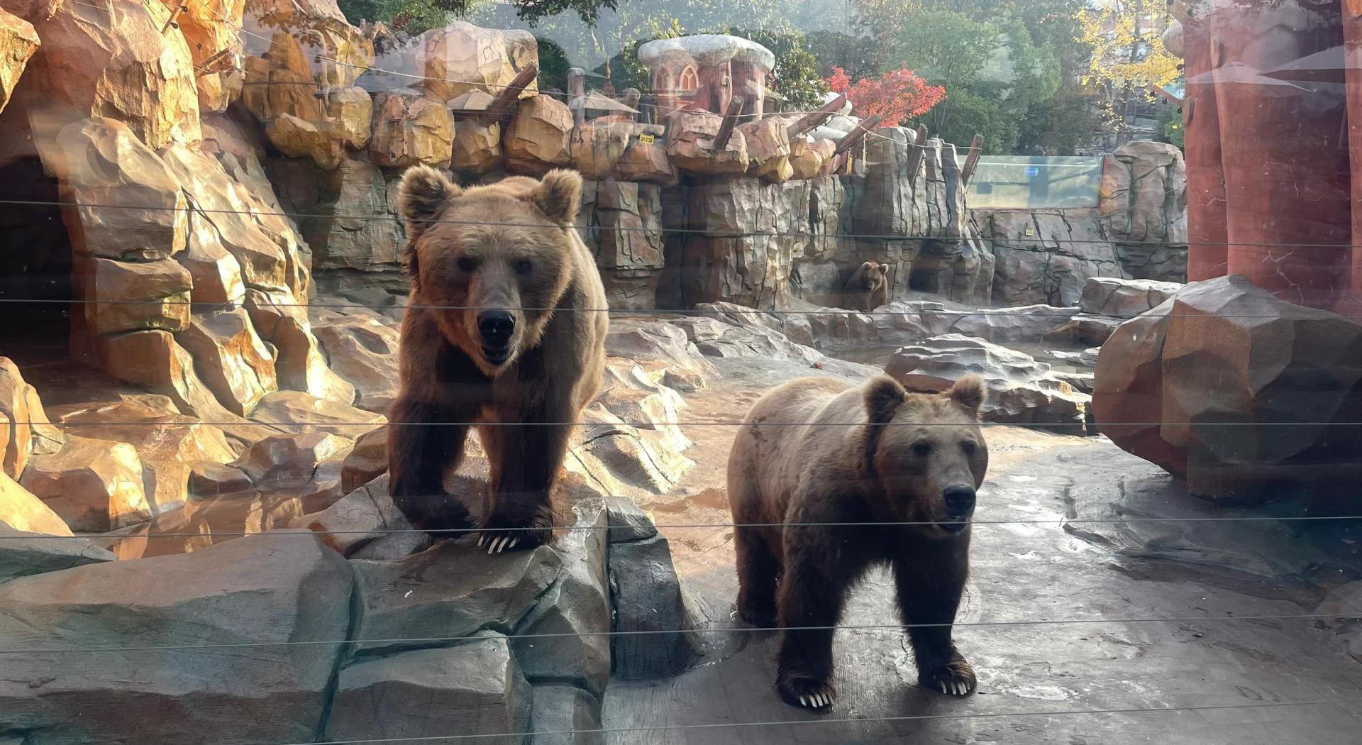 Bear-Enclosure1 Bear-Enclosure1