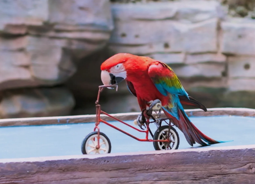Bird-Show1 Bird-Show1