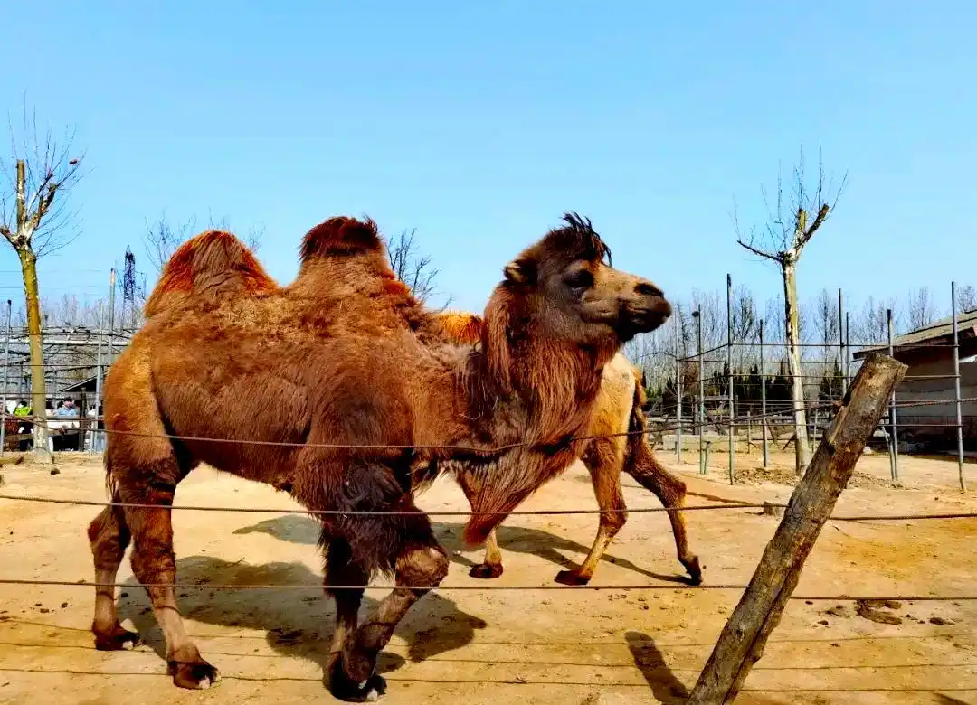Camel Camel