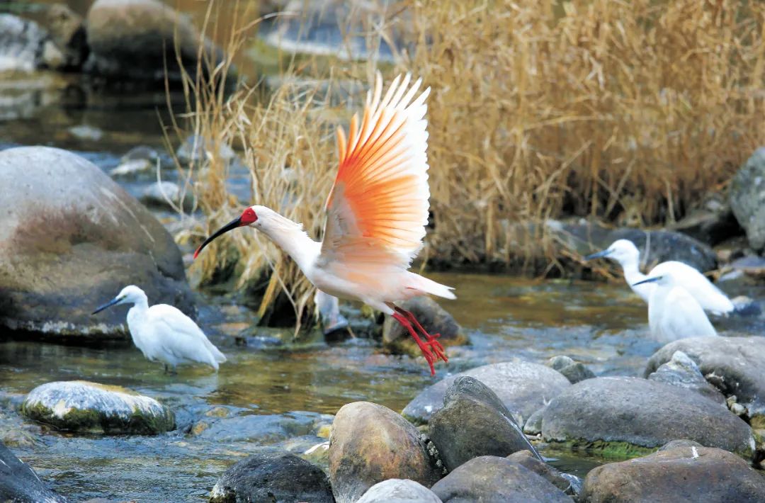 Crested-Ibis-Pavilion1 Crested-Ibis-Pavilion1
