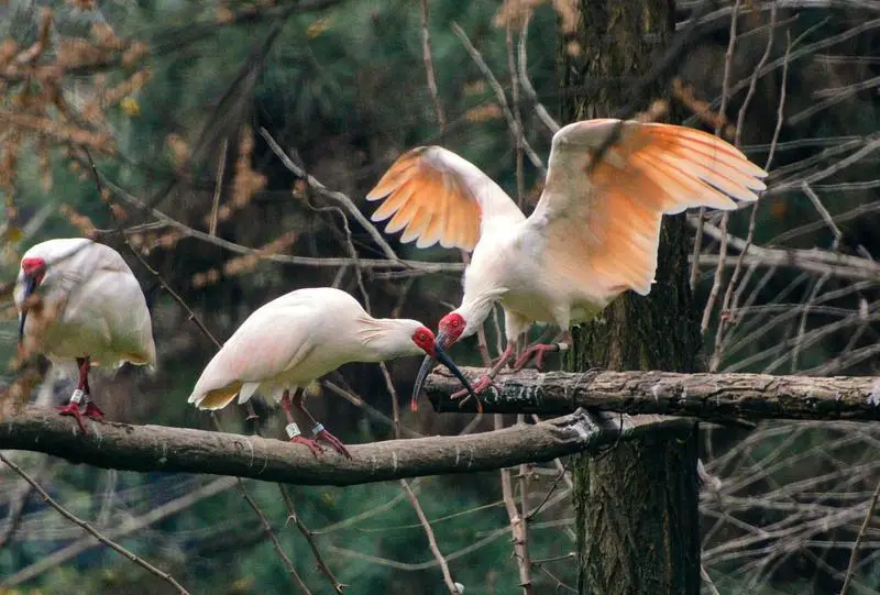 Crested-Ibis-Pavilion2 Crested-Ibis-Pavilion2