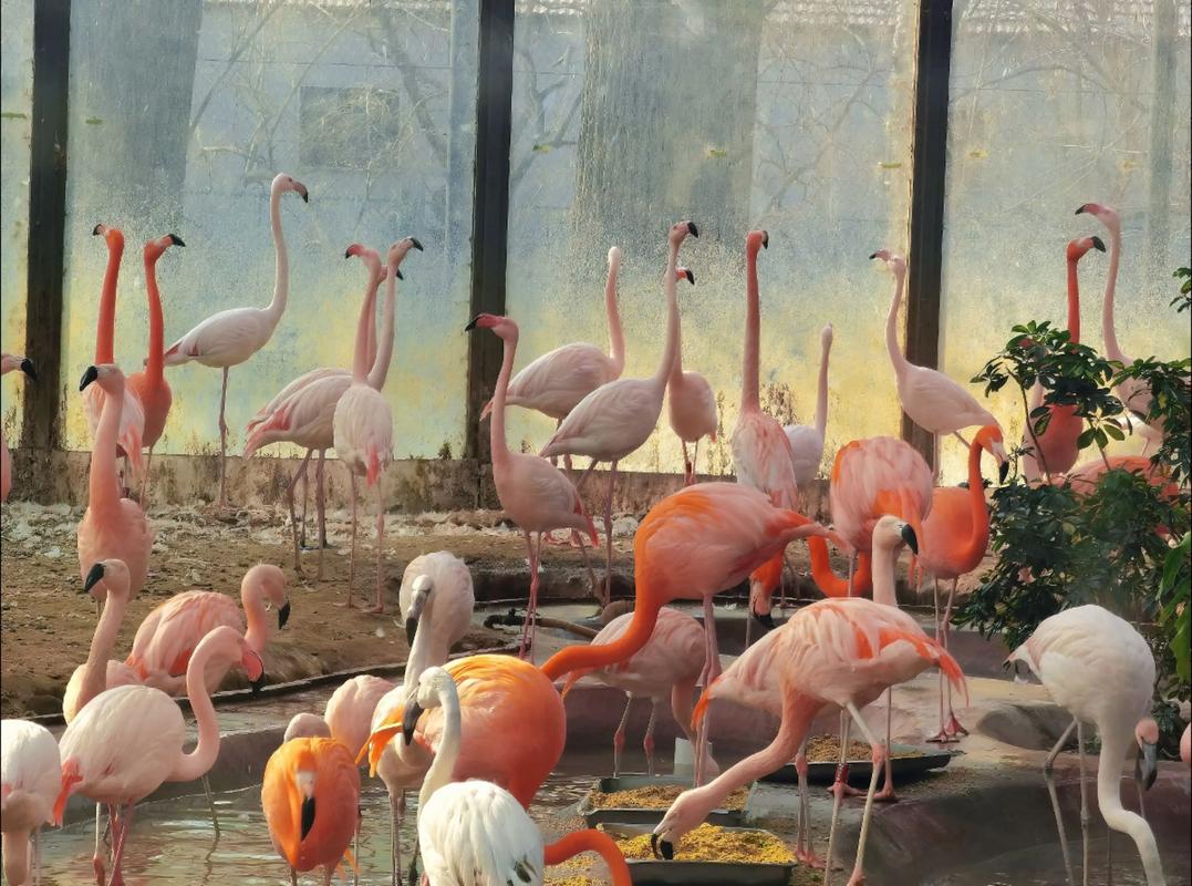 Flamingo-Pavilion2 Flamingo-Pavilion2
