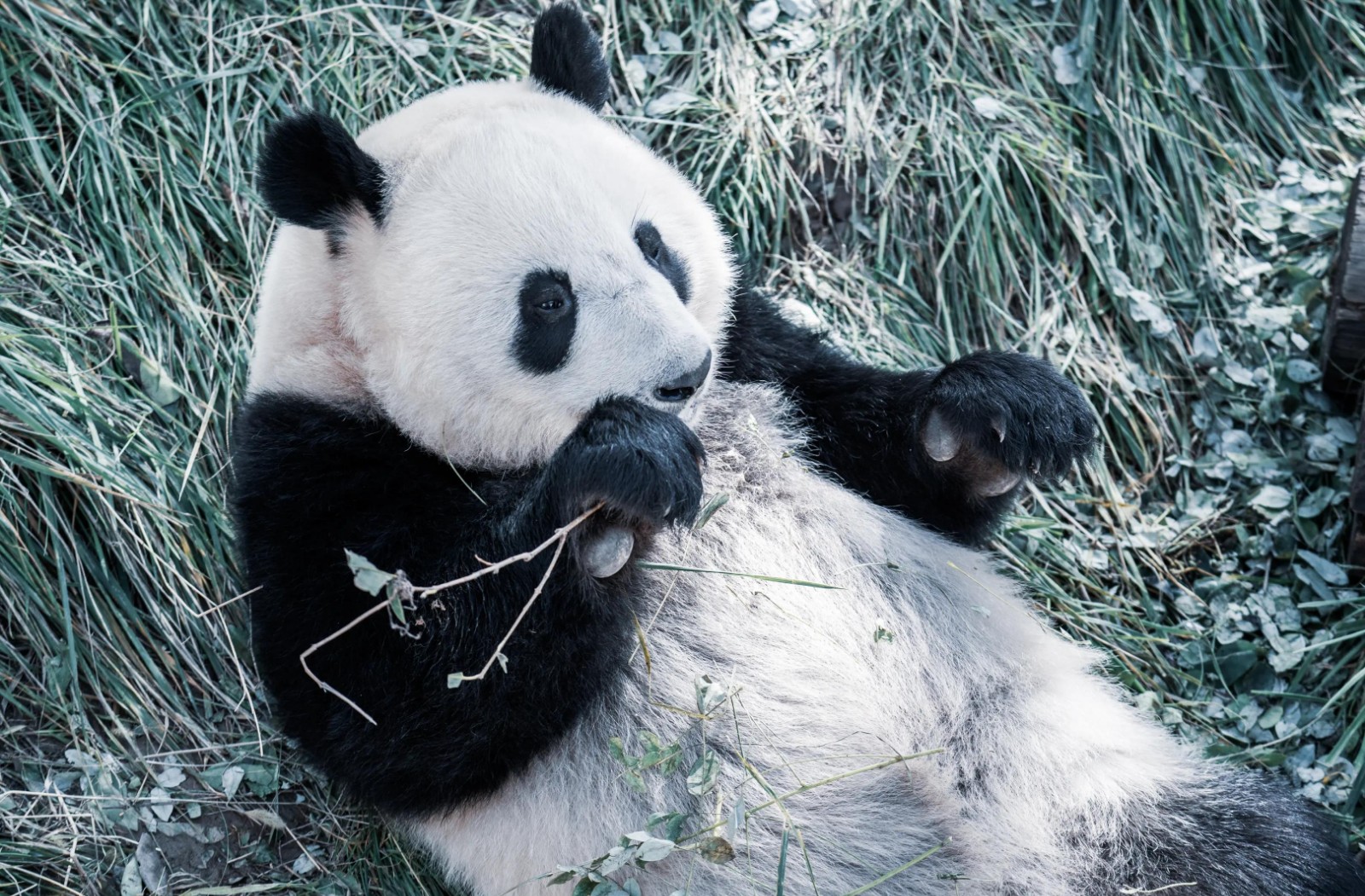 Giant-Panda-Pavilion1 Giant-Panda-Pavilion1