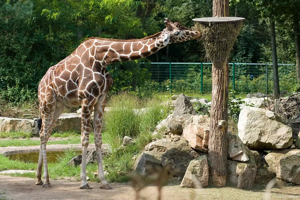 Giraffe-Enclosure Giraffe-Enclosure
