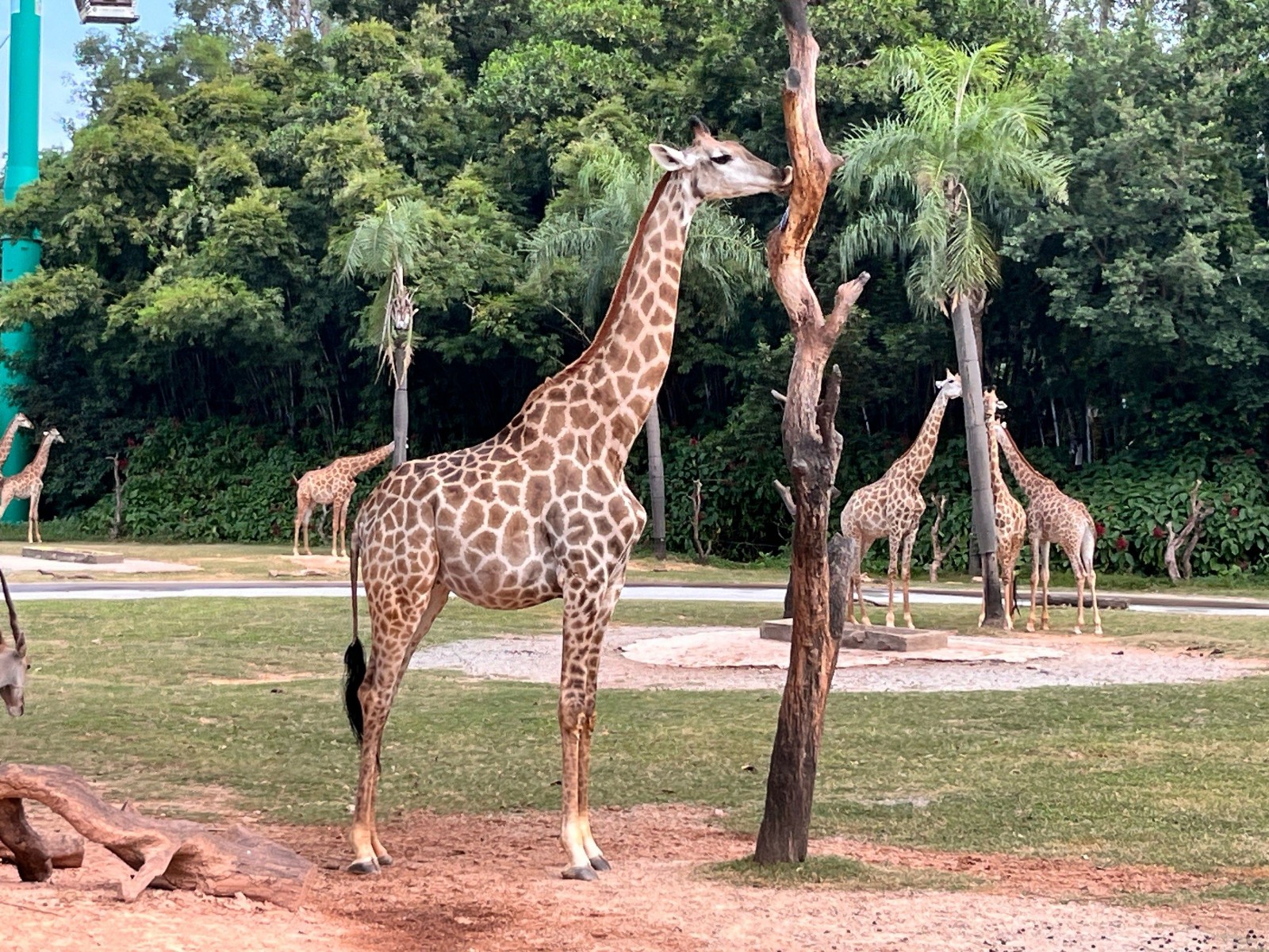 Giraffe-Enclosure2 Giraffe-Enclosure2