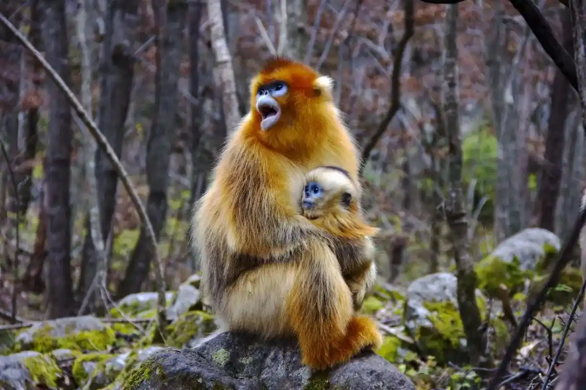 Golden-Snub-nosed-Monkey-Pavilion1 Golden-Snub-nosed-Monkey-Pavilion1
