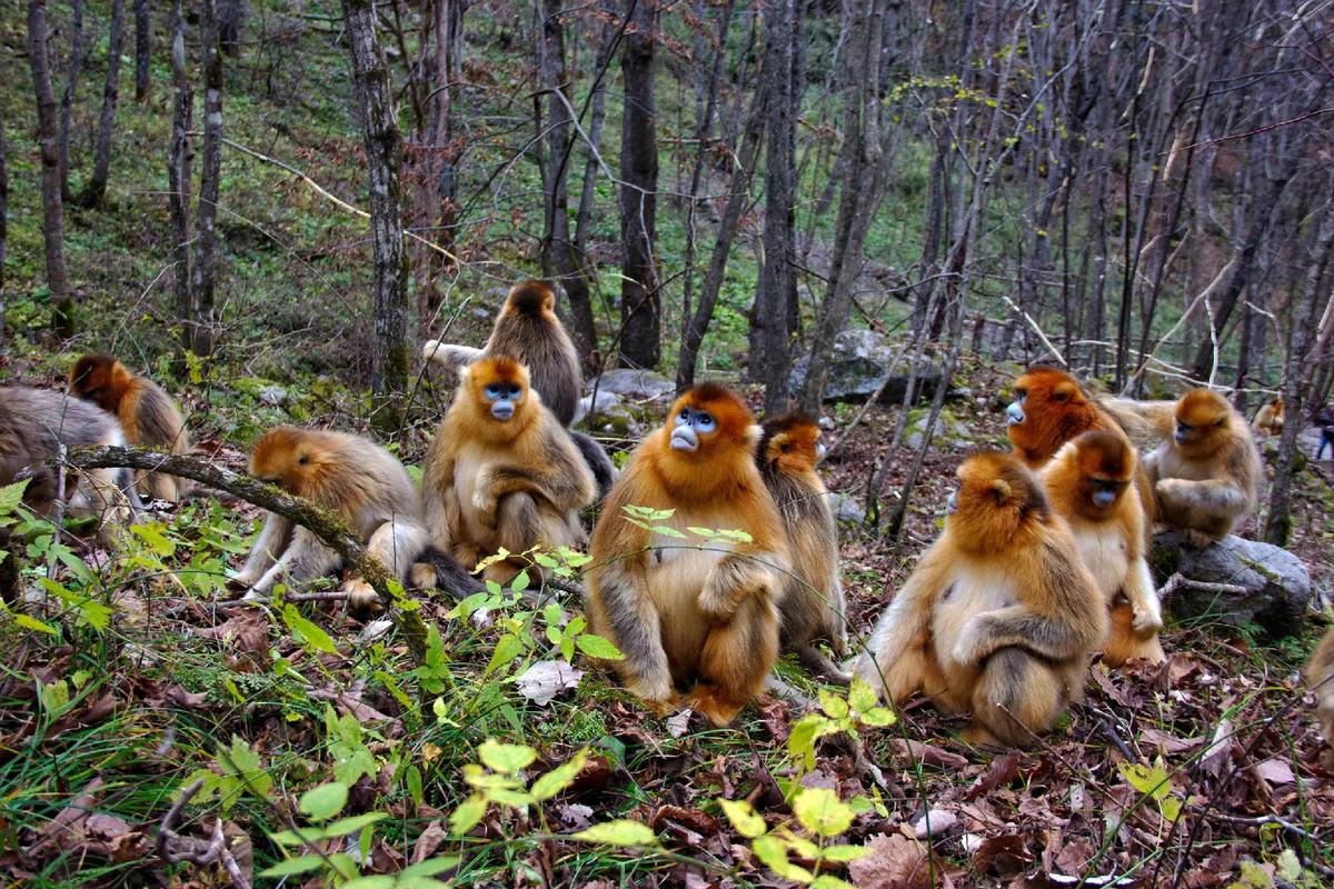 Golden-Snub-nosed-Monkey-Pavilion2 Golden-Snub-nosed-Monkey-Pavilion2