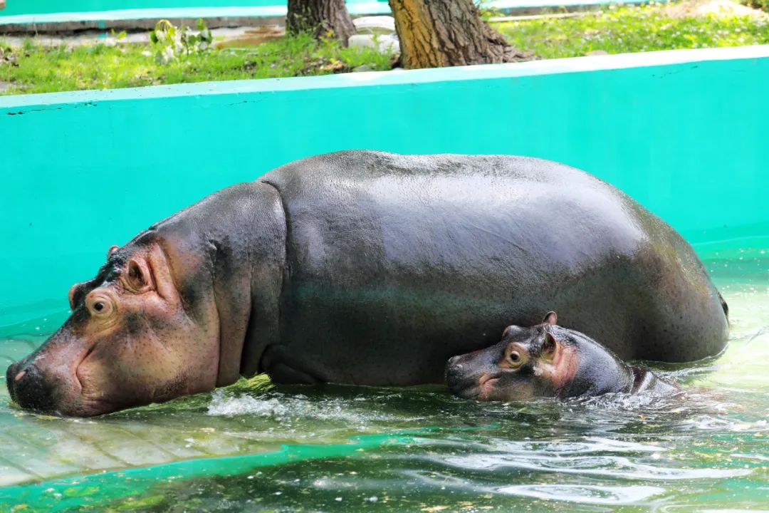 Hippopotamus-Pavilion1 Hippopotamus-Pavilion1
