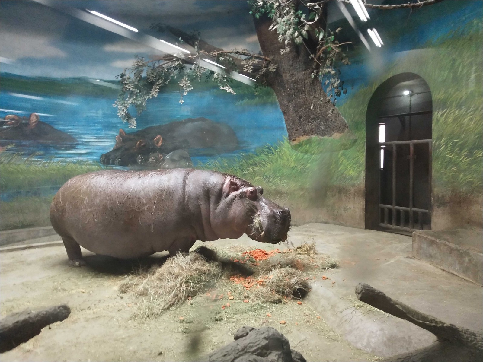 Hippopotamus-Pavilion2 Hippopotamus-Pavilion2