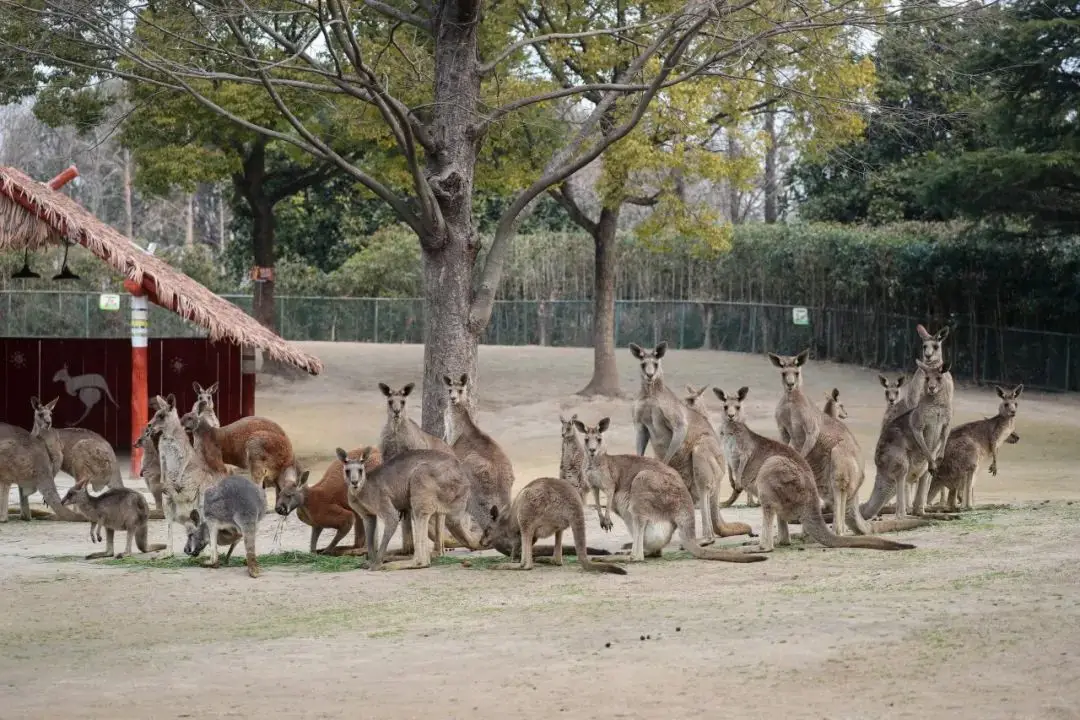 Kangaroo Kangaroo