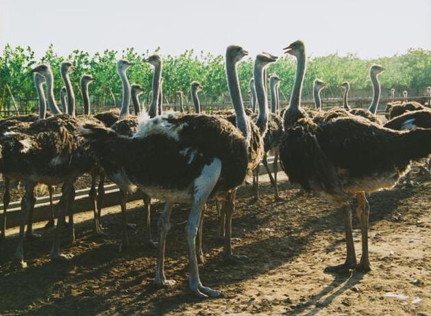 Ostrich-Enclosure1 Ostrich-Enclosure1