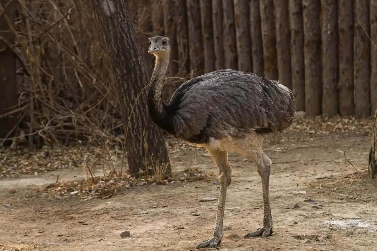 Ostrich-Enclosure2 Ostrich-Enclosure2