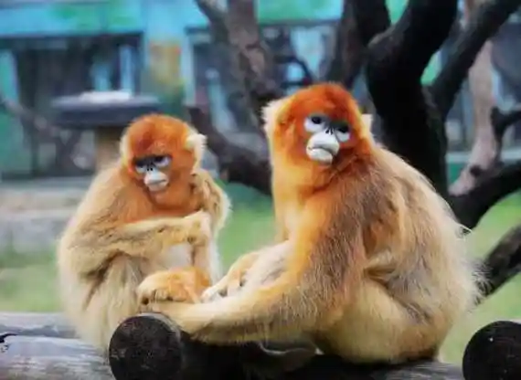 Primate-House1 Primate-House1