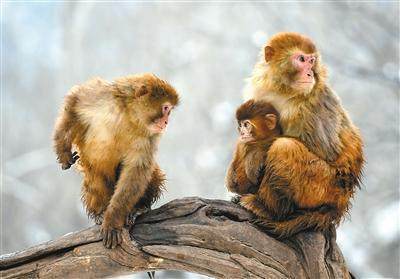 Primate-House2 Primate-House2