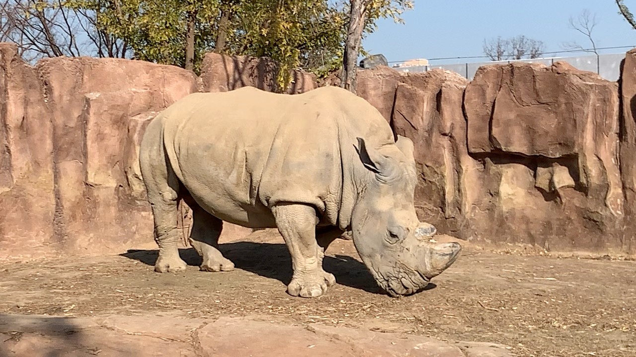 Rhinoceros Rhinoceros