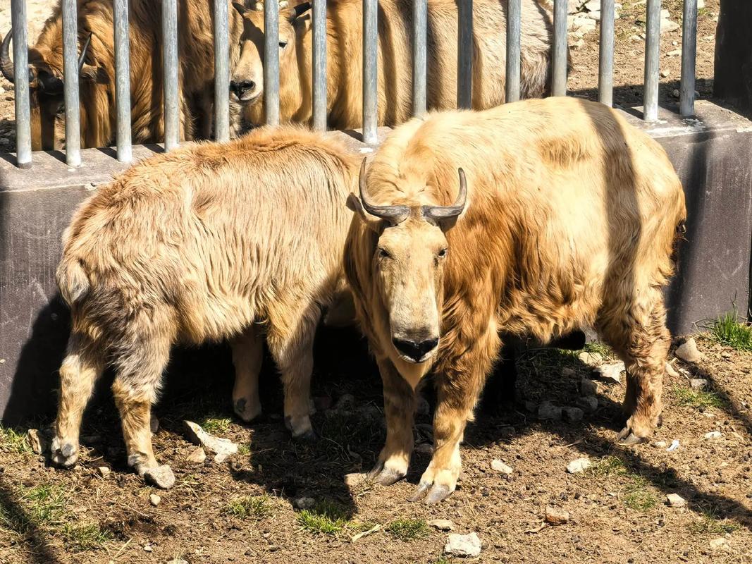 Takin-Enclosure2 Takin-Enclosure2