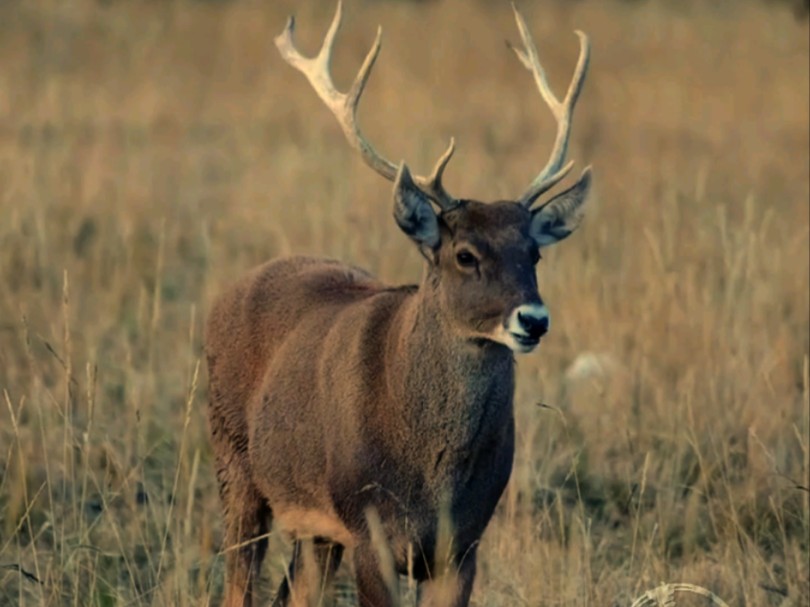 White-lipped-Deer-Enclosure2 White-lipped-Deer-Enclosure2