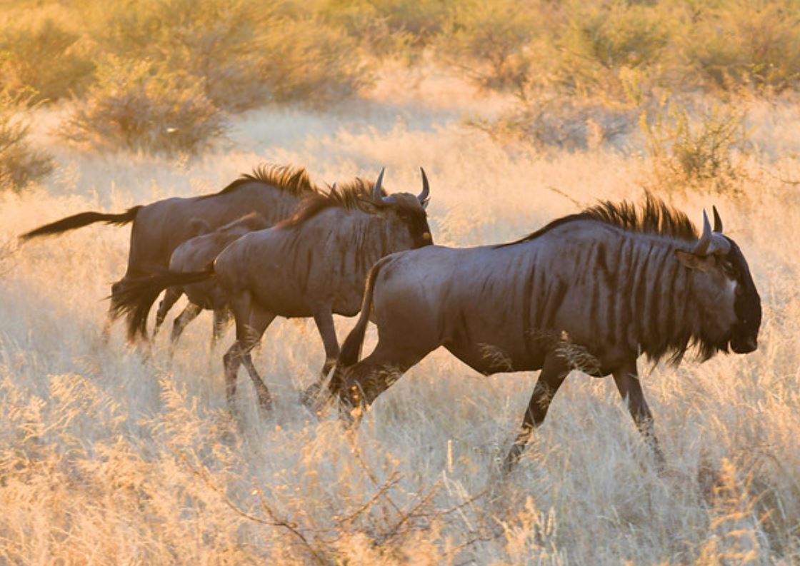 Wildebeest Wildebeest