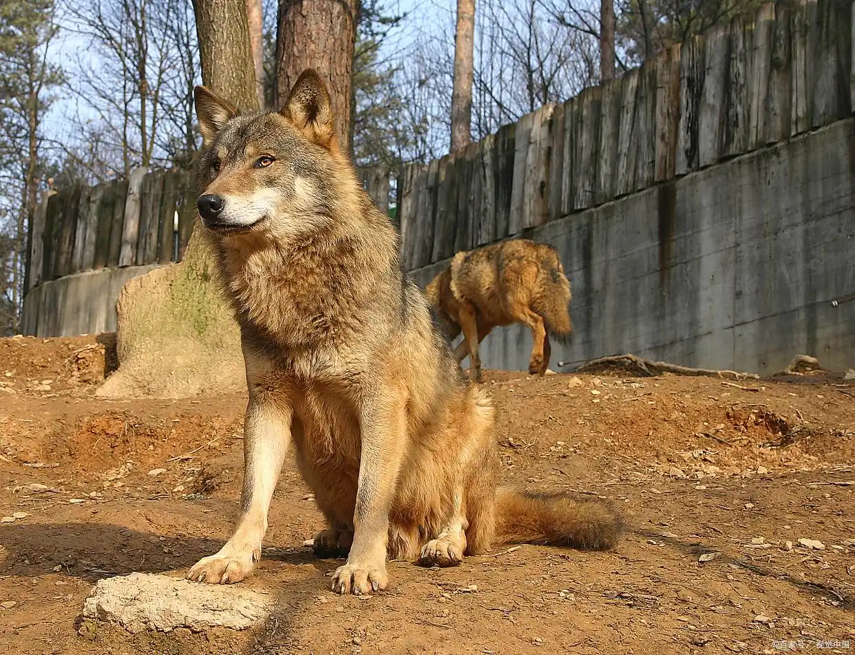Wolf-Enclosure1 Wolf-Enclosure1