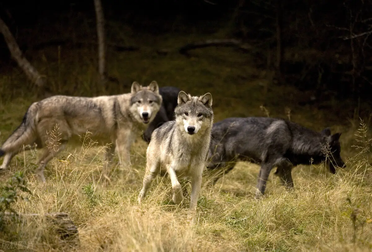 Wolf-Enclosure2 Wolf-Enclosure2