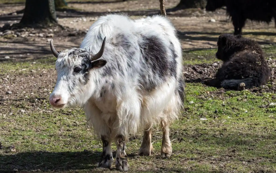 Yak Yak