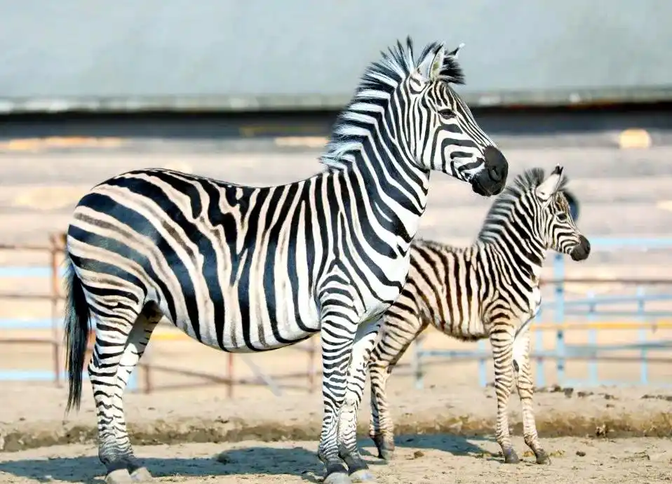 Zebra-Enclosure1 Zebra-Enclosure1