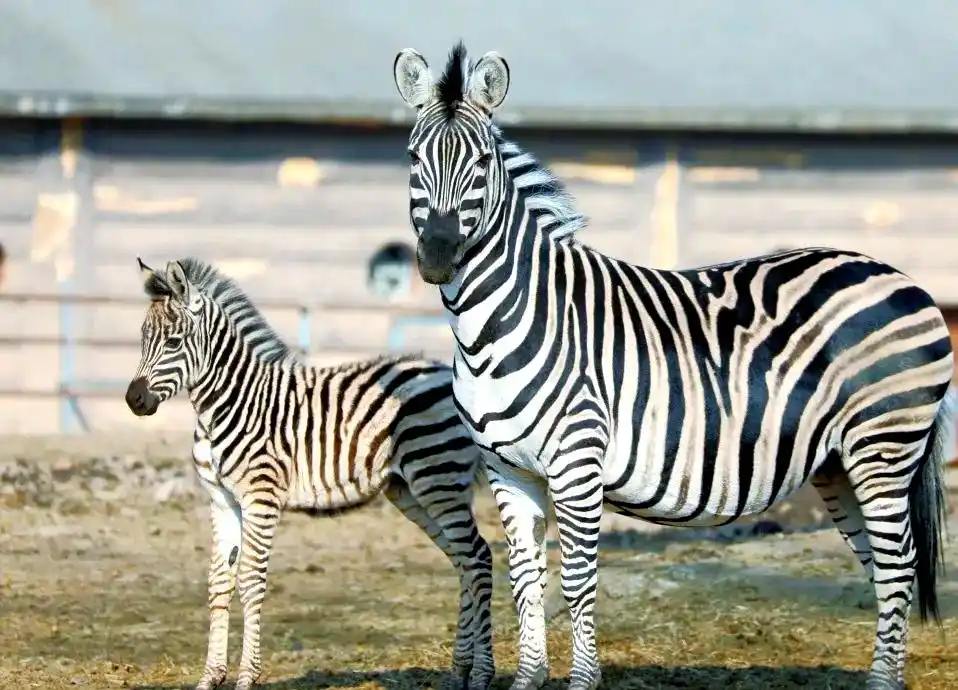 Zebra-Enclosure2 Zebra-Enclosure2