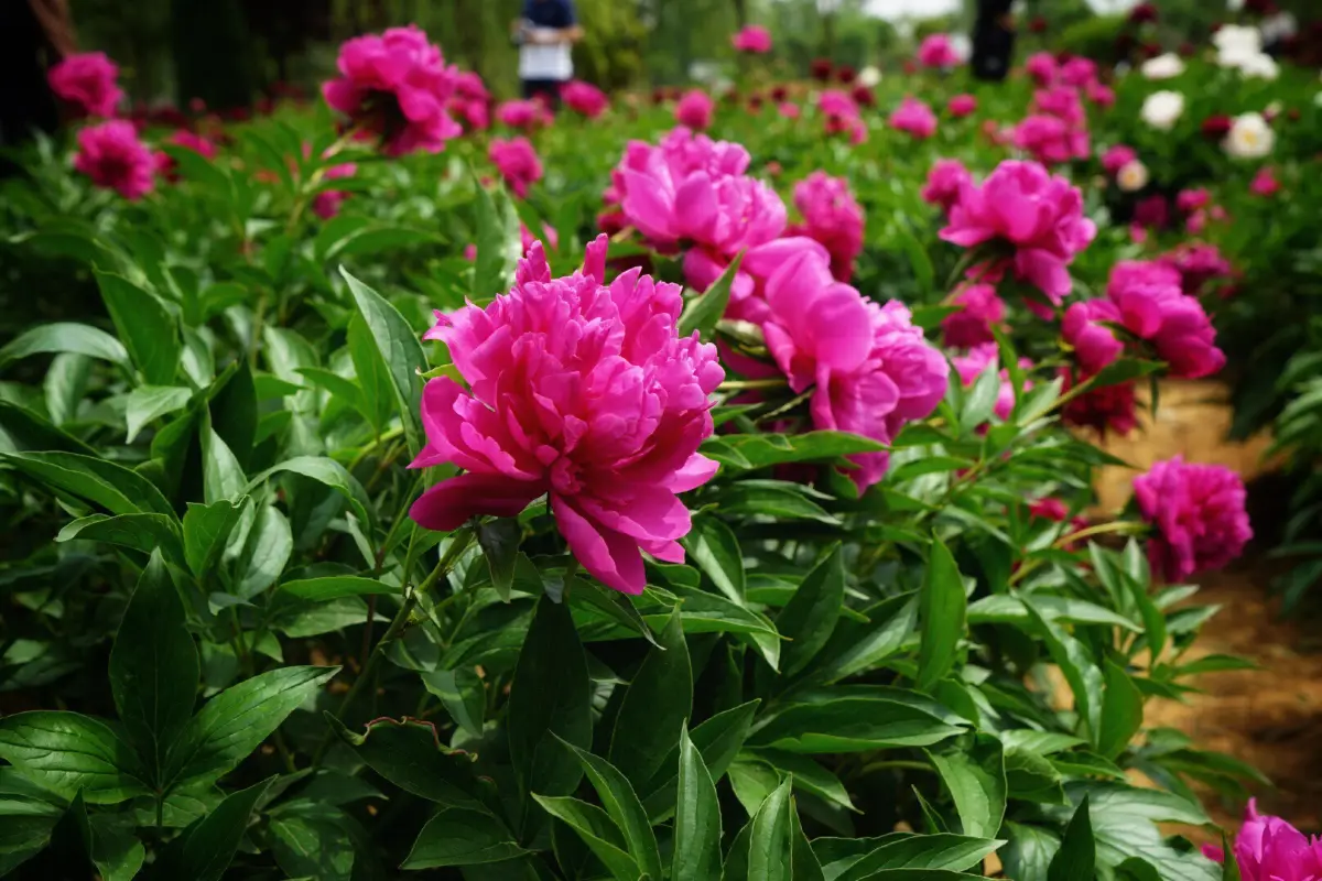 Luoyang-National-Peony-Garden1 Luoyang-National-Peony-Garden1