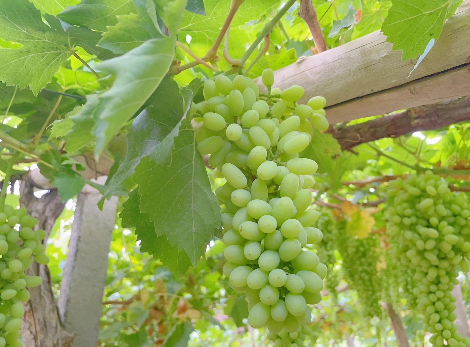 Grape-Valley2 Grape-Valley2